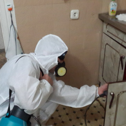 Дезинфекция от муравьев в квартире в поселке Новый Свет